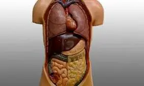 کارهای ساده روزانه برای سم زدایی بدن