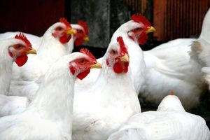 تولید روزانه ۳۰۰ هزار تن مرغ گوشتی در آذربایجان غربی