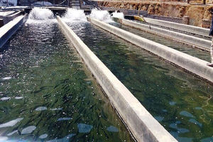 تولید سالانه بیش از ۱۶ هزار تن انواع آبزی در آذربایجان غربی