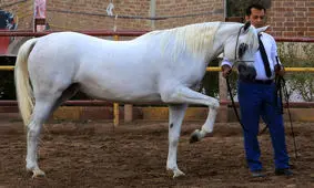 اسدآباد پرچمدار جشنواره ملی «زیبایی اسب عرب» شد