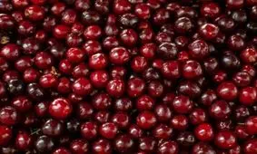 در فصل آلبالو از خواص آن غافل نشوید