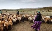 ۲۵ میلیارد تومان تسهیلات خرید علوفه در خراسان جنوبی پرداخت می‌شود