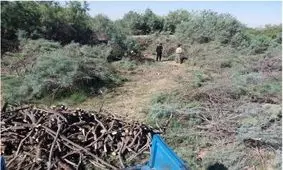 دستگیری متخلفان قطع اشجار در حوزه تالاب "قره قشلاق"