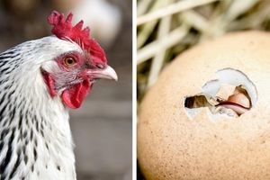 قیمت تخم‌مرغ چقدر بالا می‌رود؟
