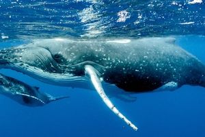 نهنگ‌سواری خطرناک در دریای عمان 