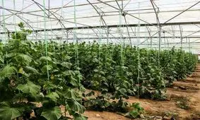 گزارشی از بانوی جوان کارآفرین که الگوی موفق مددجویان کمیته امداد شد