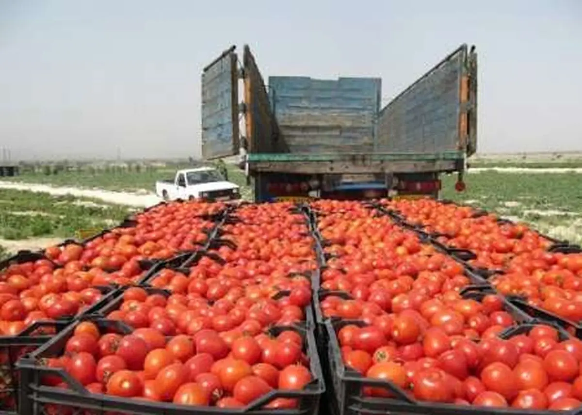 پیش‌بینی کشت یک هزار و ۱۰۰هکتار گوجه فرنگی در شهرستان اقلید