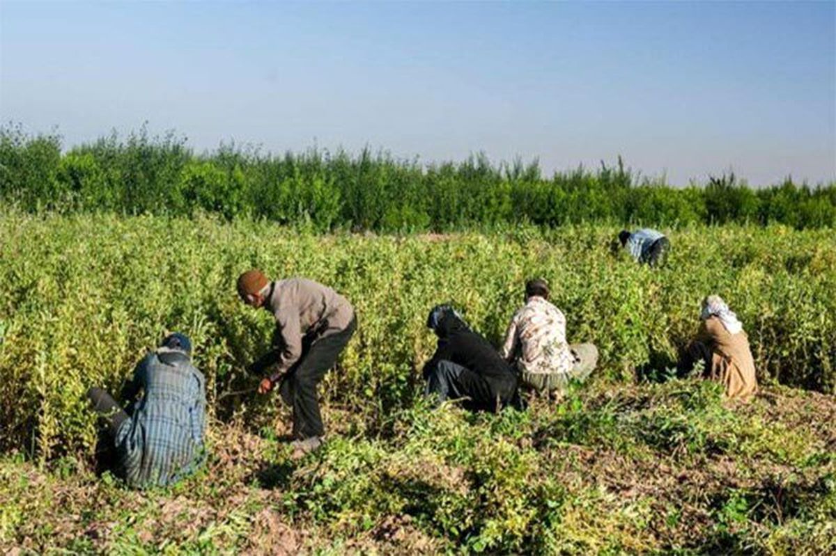بخش کشاورزی نقش مهمی در ایجاد اشتغال پایدار در سیستان وبلوچستان دارد