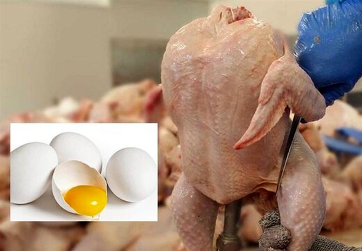  بازار مرغ و تخم مرغ روی آرامش را می‌بیند؟
