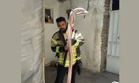 مار سمی در زنجان با چمبره بر سینه زن صاحبخانه، وحشت آفرید