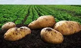 تخریب 7 هزار هکتار مزرعه سیب‌زمینی در کرمانشاه/ این مزارع آلوده به فاضلاب بودند/ کشاورزان از کشت خوداری کنند