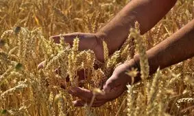 همه‌گیری گیاهی و تاثیر منفی ۳۰ درصدی بر محصولات غذایی