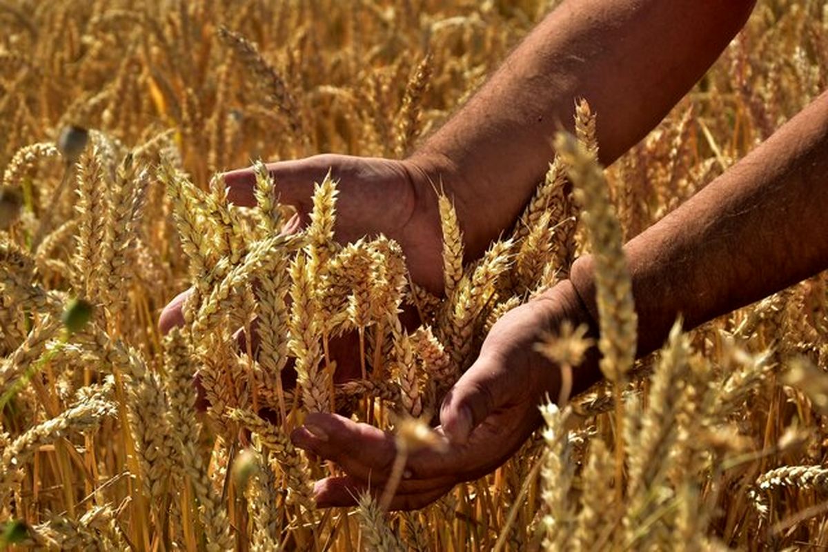 همهگیری گیاهی و تاثیر منفی ۳۰ درصدی بر محصولات غذایی