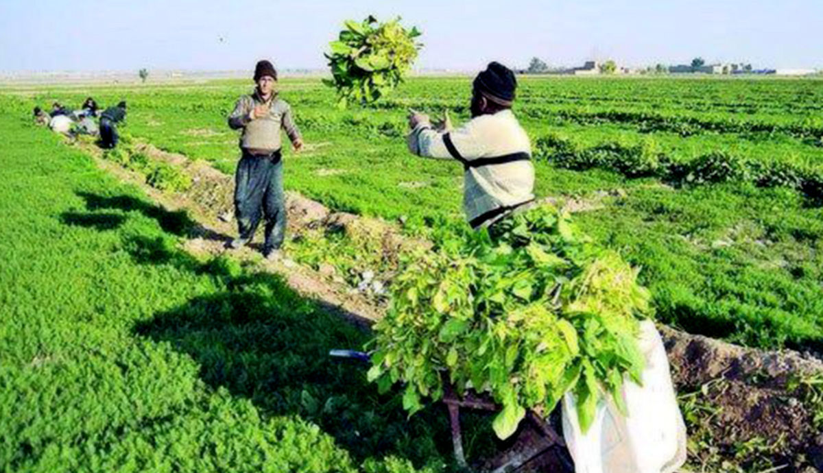 میاندوآب دومین شهرستان آذربایجان‌غربی در تولید بخش کشاورزی است
