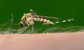 تغییرات اقلیمی پای پشه‌ها را به فصل زمستان باز می‌کند!