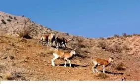 تنش‌های شدید آبی در استان کرمان/ بارندگی‌ های سال گذشته هم باعث احیای تالاب جازموریان نشد/ پیش از مسدود کردن چاه‌های غیرمجاز به فکر معیشت مردم باشید