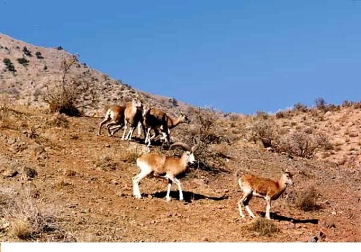 تنشهای شدید آبی در استان کرمان/ بارندگی های سال گذشته هم باعث احیای تالاب جازموریان نشد/ پیش از مسدود کردن چاههای غیرمجاز به فکر معیشت مردم باشید