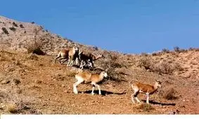 تنش‌های شدید آبی در استان کرمان/ بارندگی‌ های سال گذشته هم باعث احیای تالاب جازموریان نشد/ پیش از مسدود کردن چاه‌های غیرمجاز به فکر معیشت مردم باشید