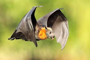کشف قفس‌های خفاش در آزمایشگاه بدنام ووهان چین