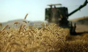 برداشت گندم از نیمی از مزارع فارس/ رشد ۱۸ درصدی پرداخت بهای گندم