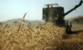 برداشت گندم از نیمی از مزارع فارس/ رشد ۱۸ درصدی پرداخت بهای گندم