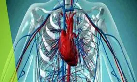 هشت خوراکی مفید برای پاکسازی رگ‌های بدن 