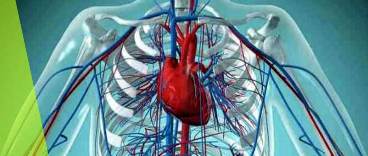هشت خوراکی مفید برای پاکسازی رگهای بدن