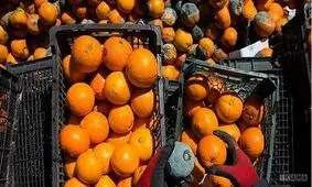 جدیدترین قیمت‌ها در بازار میوه و تره بار از زبان رئیس اتحادیه