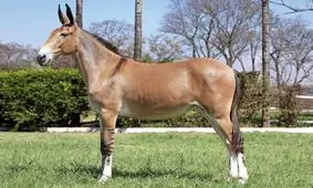 توقیف ۳ دستگاه کامیونت حامل ۳۸ راس قاطر در بم