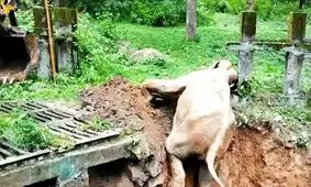 لحظه نجات فیل از یک حفره/ ویدئو