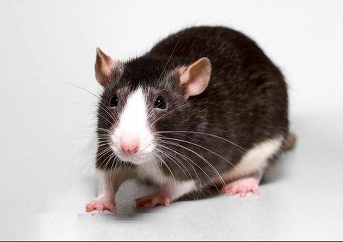 معضل هجوم موش ها به استرالیا و خطر استفاده از دانه‌های سمی