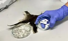 ترمیم استخوان با استفاده از پوست قورباغه و فلس ماهی!