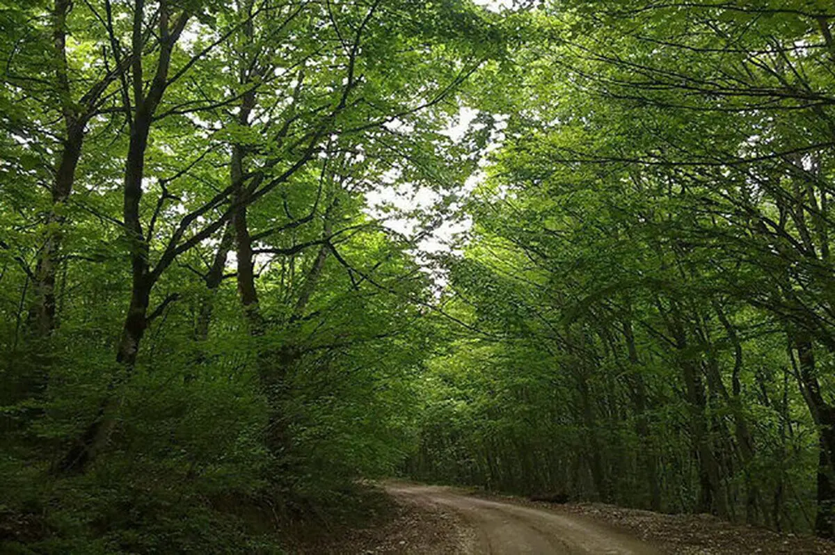 شناسایی ۱۹ ذخیره‌گاه جنگلی در چهارمحال و بختیاری