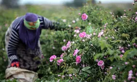 برآورد تولید بیش از ۴۵۰۰ تن گل محمدی در آذربایجان شرقی