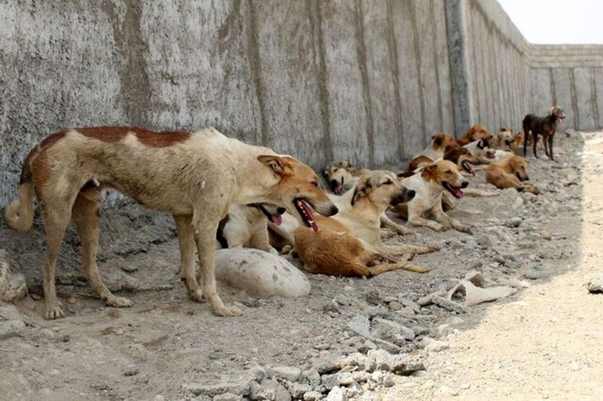 سگ های بلاصاحب کرج ماهی ۴۰۰ میلیون تومان خرج دارند