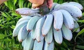 موز آبی چه مزه ای است؟