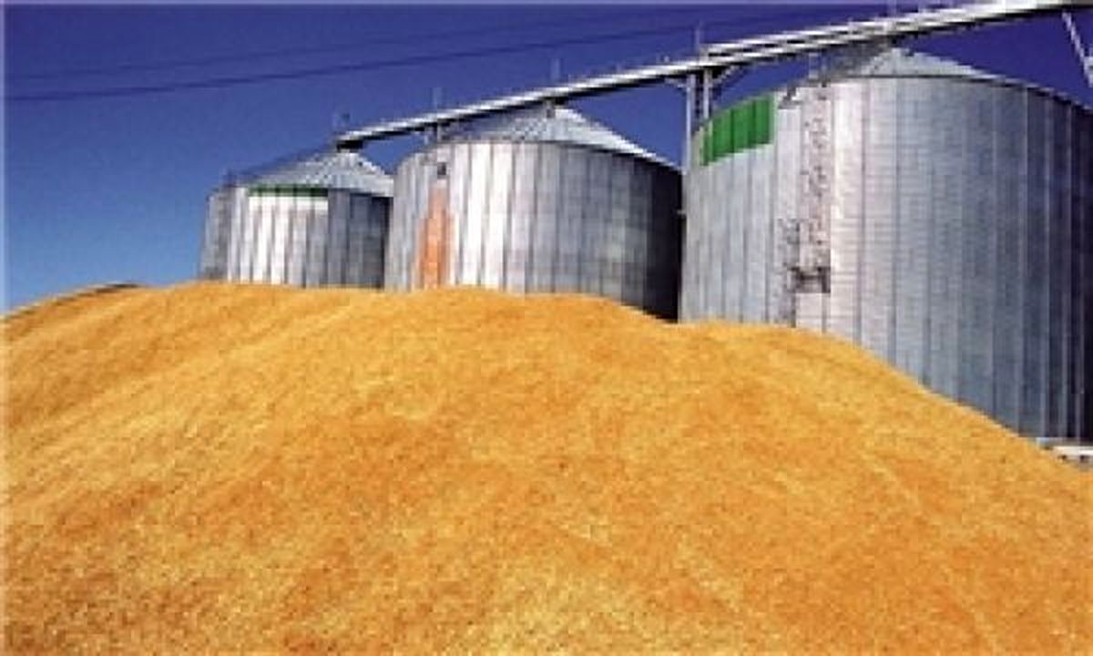 خرید 8 میلیون گندم تضمینی از کشاورزان