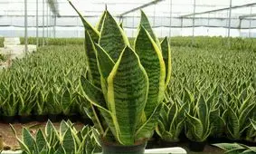 درآمد میلیونی با پرورش سانسوریا