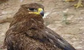 ۳ بهله عقاب گرفتار در تله شکارچیان در مانه و سملقان