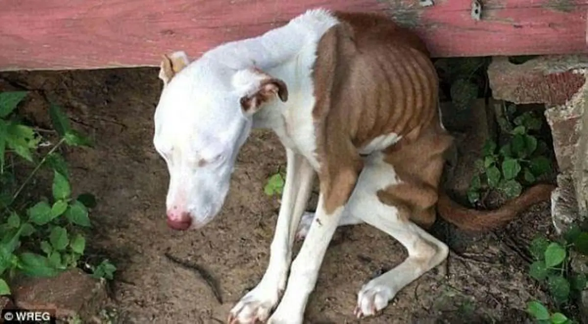 محکومیت مرد آمریکایی بدلیل شکنجه سگ