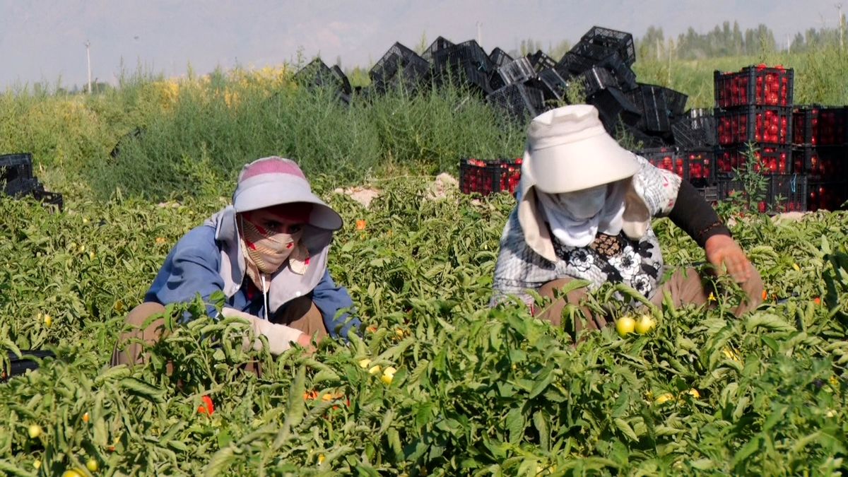 کشاورزان جنوب کرمانی انگیزه ای برای برداشت محصولات کشاورزی ندارند