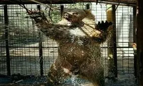 راهکار مسئولان یک باغ‌وحش برای مقابله با گرمازدگی حیوانات