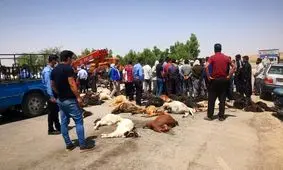 ماجرای تلف شدن دام‌ها از پساب پتروشیمی مسجدسلیمان/ ویدئو