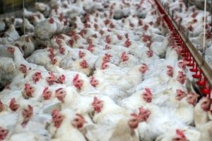 شناسایی اولین مورد انسانی ابتلا به آنفلوآنزای مرغی در چین
