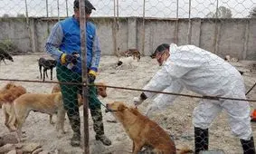 سگ‌ های بلاصاحب بوشهر علیه بیماری هاری واکسینه شدند