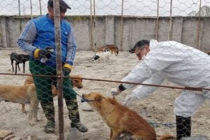 سگ‌ های بلاصاحب بوشهر علیه بیماری هاری واکسینه شدند