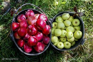 گرانی سیب زمینی به دلیل جا به جایی فصل/ قیمت هر کیلو انگور یاقوتی ۳۵ هزار تومان