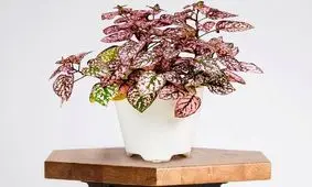 معرفی چند گل و گیاه آپارتمانی با برگ‌های رنگی