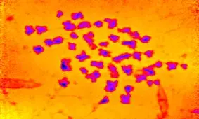 اندازه‌گیری جرم کروموزوم انسان برای اولین بار