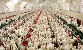 کمبود شدید مرغ در شهرکرد/ سیاستگذاری‌ ها بازهم اشتباه شد